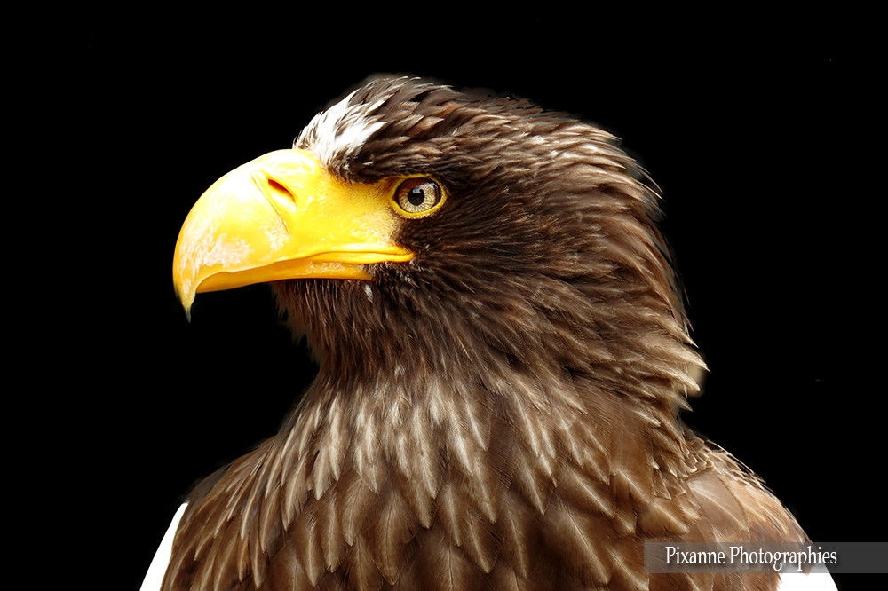 France, Alsace, Kintzheim, Volerie des Aigles, Pygargue de Steller, Pixanne Photographies