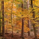 Niederhaslach, Automne, Forêt de Heiligenberg, Pixanne Photographies
