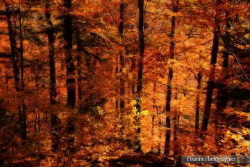 France, Alsace, Grendelbruch, Forêt, Automne, Effet Orton, Pixanne Photographies