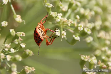 Route de la Lavande, Eté, Carotte sauvage, Punaise Arlequin, Pixanne Photographies